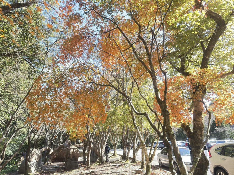 收費站周邊楓葉轉黃。 圖:林業署台中分署/提供 收費站周邊楓葉轉黃。 圖:林業署台中分署/提供