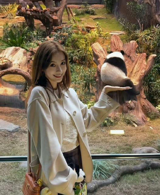 Angelababy零偽裝現身香港動物園貓熊館。(圖/翻攝自微博) Angelababy零偽裝現身香港動物園貓熊館。(圖/翻攝自微博)