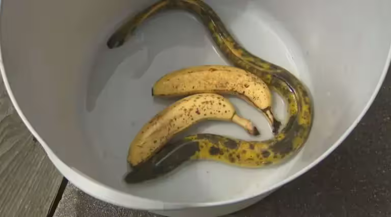 ▲日本一名釣客釣到一條配色宛如熟透香蕉的鰻魚。(圖/翻攝自山陰放送) ▲日本一名釣客釣到一條配色宛如熟透香蕉的鰻魚。(圖/翻攝自山陰放送)
