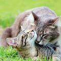 為什麼貓咪會和母親「近親繁殖」？網友：太讓人驚呆了