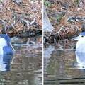 阿嬤驚呼「有企鵝在溪邊泡澡」　孫子看過去傻眼了