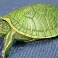 世界十大最適合新手養的烏龜