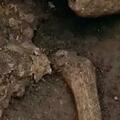 首次發現？漢文帝霸陵殉葬坑發現熊貓骨骼，距今2000多年！