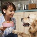 好的習性也能延長狗狗壽命，日常多注意這8點，能促進狗狗健康