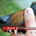 四川惡犬傷童接連2起！每年4000萬人遭咬傷，狂犬病防治指南來了