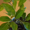 美照＋種樹！萬金杜鵑攝影展結合贈苗 百株烏來杜鵑免費送
