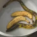 機率十萬分之一！日老翁釣到「香蕉鰻魚」