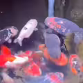 延長線掉進金魚缸！主人伸手一摸　腦袋瞬間空白