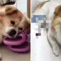 去藥局遇上失蹤多年愛犬　見狗狗1舉動她哭崩