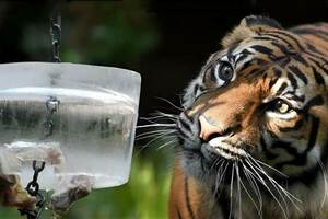 被老虎「舔一下」是什麼下場？飼養員拿冰塊做實驗，才明白老虎的恐怖
