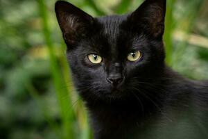 老一輩總說，養貓別養「黑的」，背後到底有什麼秘密？