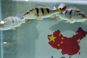 被人為誇大的幾種觀賞魚疾病，基本上都屬於杞人憂天，別再亂治了
