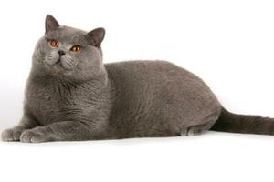 貓界百科：藍貓為什麼是灰色的？