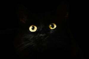 貓的眼睛為什麼會發光？是眼睛裡有螢光物質嗎？