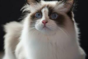 為什麼布偶貓，在貓咪眼裡最丑？
