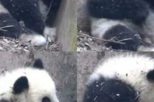殘疾熊貓寶寶遭遊客潑水，委屈躲在角落！網友直呼心疼……最新回應