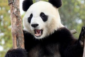 甘肅，有大熊貓出沒！