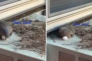影／鳥媽媽在室外機「隨興築巢顧蛋」　他緊張錄影…最後倒抽一口氣