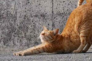 原來貓咪伸懶腰有這幾種含義，很多鏟屎官都不懂