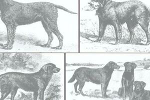 你了解拉布拉多獵犬嗎