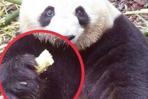 65歲老大媽餵投熊貓玉米芯，研究院「終身禁止」