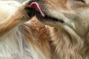 狗狗為什麼喜歡舔爪子？原來有這幾點隱情