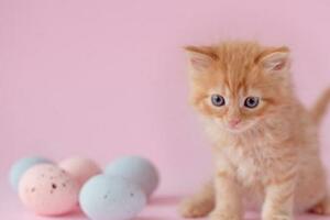 日本NHK電視台網站：科學探索貓咪的魅力