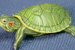 世界十大最適合新手養的烏龜