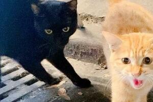 出差遇到兩隻主動求助的流浪貓，要帶它們回家嗎？