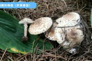 北京疾控：野生蘑菇中毒仍高發，常見有毒蘑菇長這樣