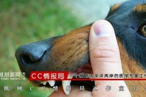 四川惡犬傷童接連2起！每年4000萬人遭咬傷，狂犬病防治指南來了