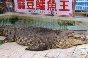 麻豆鱷魚王「小河」移居中國6年病逝　原飼主探視近20次哀嘆：太想台灣的家