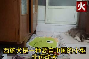 火鍋老師：西施犬的優點和注意事項