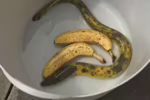 機率十萬分之一！日老翁釣到「香蕉鰻魚」