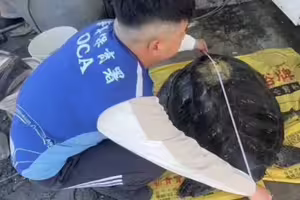 海龜擱淺彰化「背上竟有中國追蹤器」 真正原因曝光 海龜擱淺彰化「背上竟有中國追蹤器」 真正原因曝光