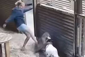 為救愛羊!59歲婦勇敢「一腳飛踢美洲獅 」畫面瘋傳 為救愛羊!59歲婦勇敢「一腳飛踢美洲獅 」畫面瘋傳