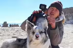 百萬網紅邊牧犬遭偷　被轉賣到狗肉館宰殺！飼主崩潰氣炸