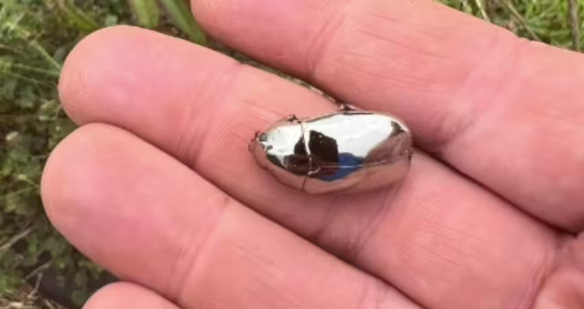 葉子上有光芒反射！他撿到「超奇特昆蟲」愣：從未見過