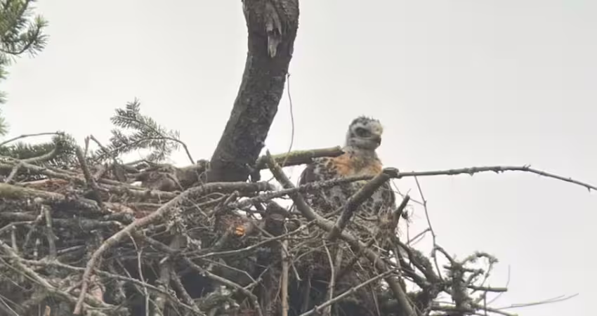 猛禽抓小鳥準備開吃！見牠1舉動心軟了　母愛爆發「將獵物當養子疼」
