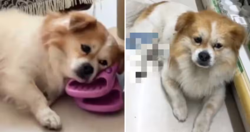 去藥局遇上失蹤多年愛犬　見狗狗1舉動她哭崩
