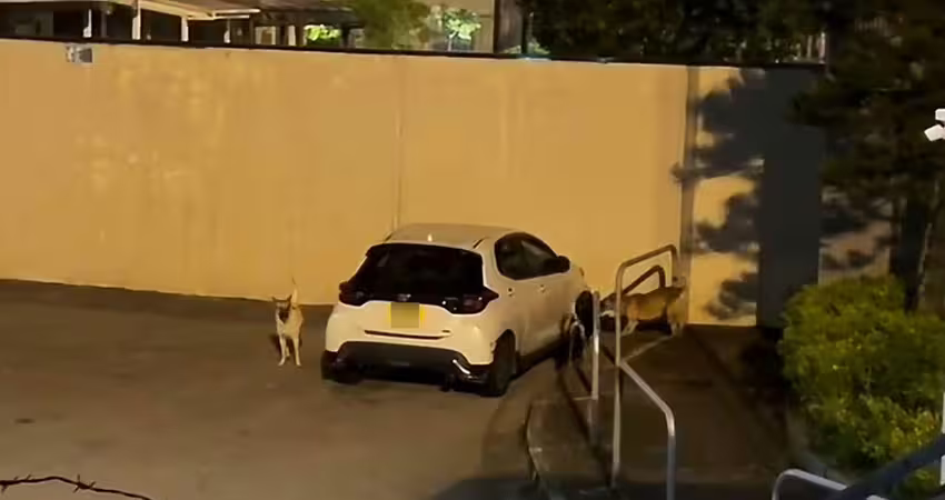 4野狗深夜圍攻轎車　狂咬車頭保險桿陣亡了