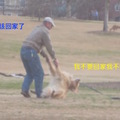 在公園玩了一天的黃金獵犬，該回家的時候竟然賴皮躺在地上不走