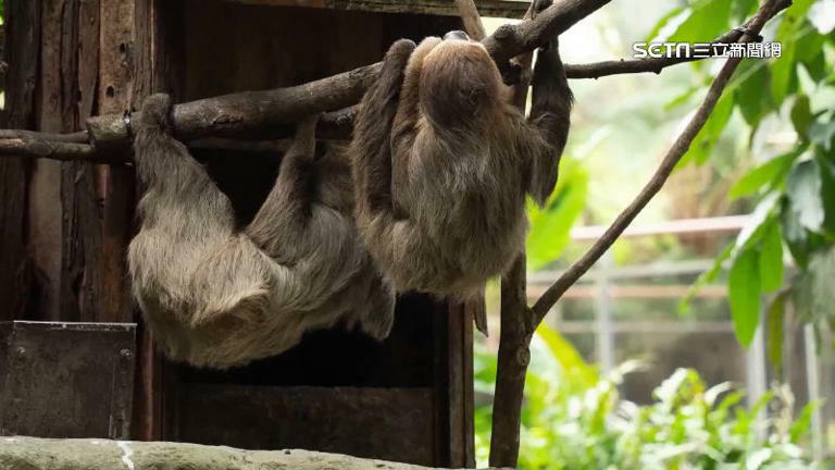 獨家/動物園「天降樹獺」砸人!遊客還原事發當下:沒想過是樹獺 獨家/動物園「天降樹獺」砸人!遊客還原事發當下:沒想過是樹獺