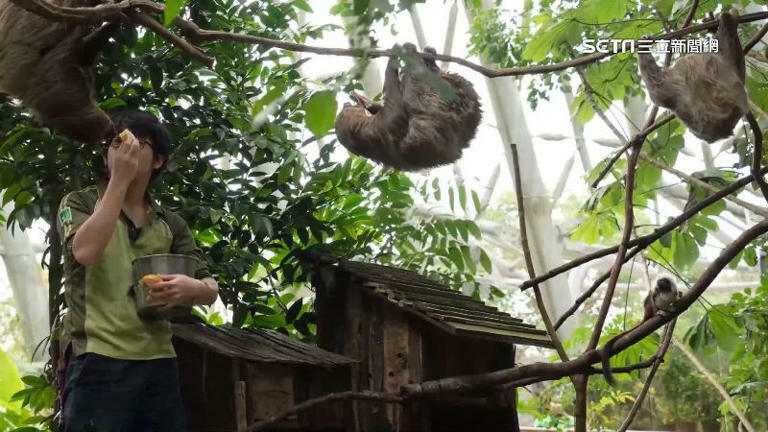 獨家/動物園「天降樹獺」砸人!遊客還原事發當下:沒想過是樹獺 獨家/動物園「天降樹獺」砸人!遊客還原事發當下:沒想過是樹獺