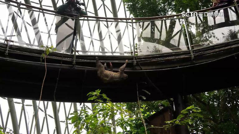 獨家/動物園「天降樹獺」砸人!遊客還原事發當下:沒想過是樹獺 獨家/動物園「天降樹獺」砸人!遊客還原事發當下:沒想過是樹獺