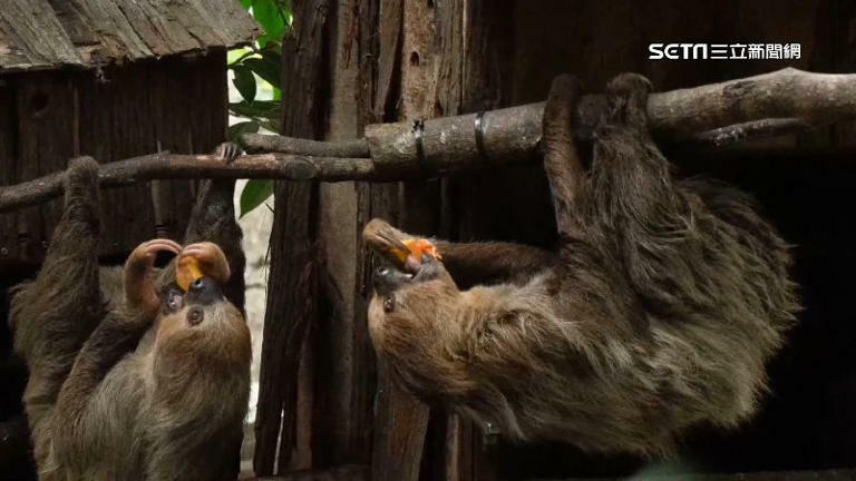 獨家/動物園「天降樹獺」砸人!遊客還原事發當下:沒想過是樹獺 獨家/動物園「天降樹獺」砸人!遊客還原事發當下:沒想過是樹獺