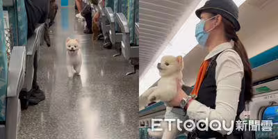 飼主睡著!博美「高鐵車廂逛大街」車長逮補 網萌爆:罰嚕10下 飼主睡著!博美「高鐵車廂逛大街」車長逮補 網萌爆:罰嚕10下