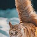 貓咪「尾巴」這麼可愛，是用來裝飾自己的？還是有什麼作用？
