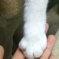 貓咪為什麼用爪子「扒拉」你？原來它想告訴你這些事