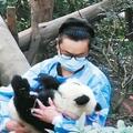 殘疾大熊貓寶寶被3名女遊客潑水，惹事遊客身份未確定無法處理